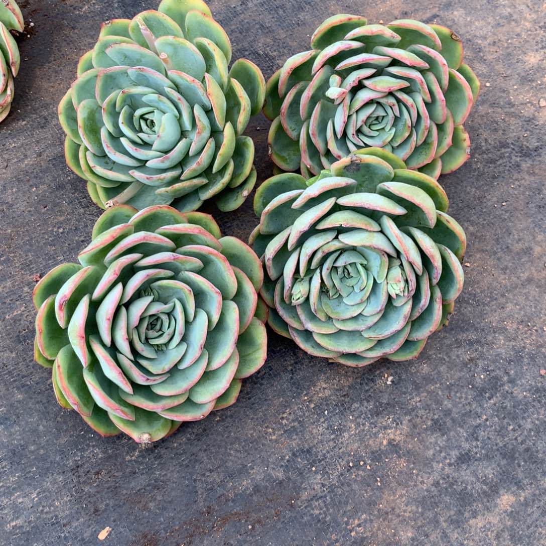 旭***头晨露单头多肉植物