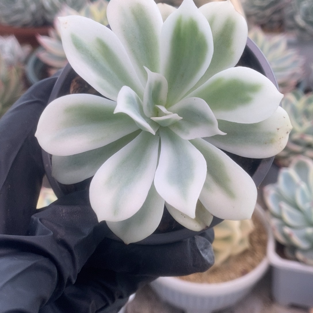 166柠檬玫瑰锦锦锦锦锦