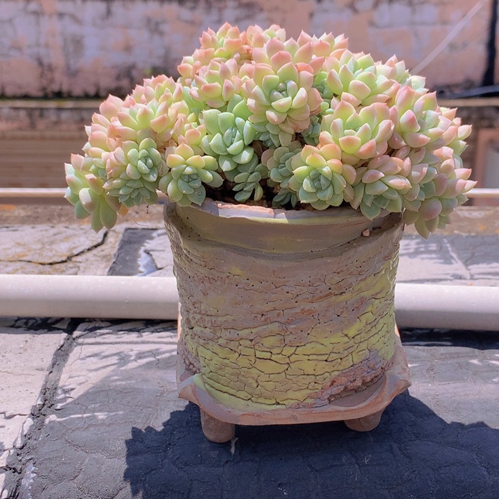 奶油美人自然朵朵无砍