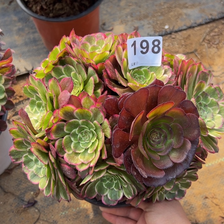 水墨画多肉植物198