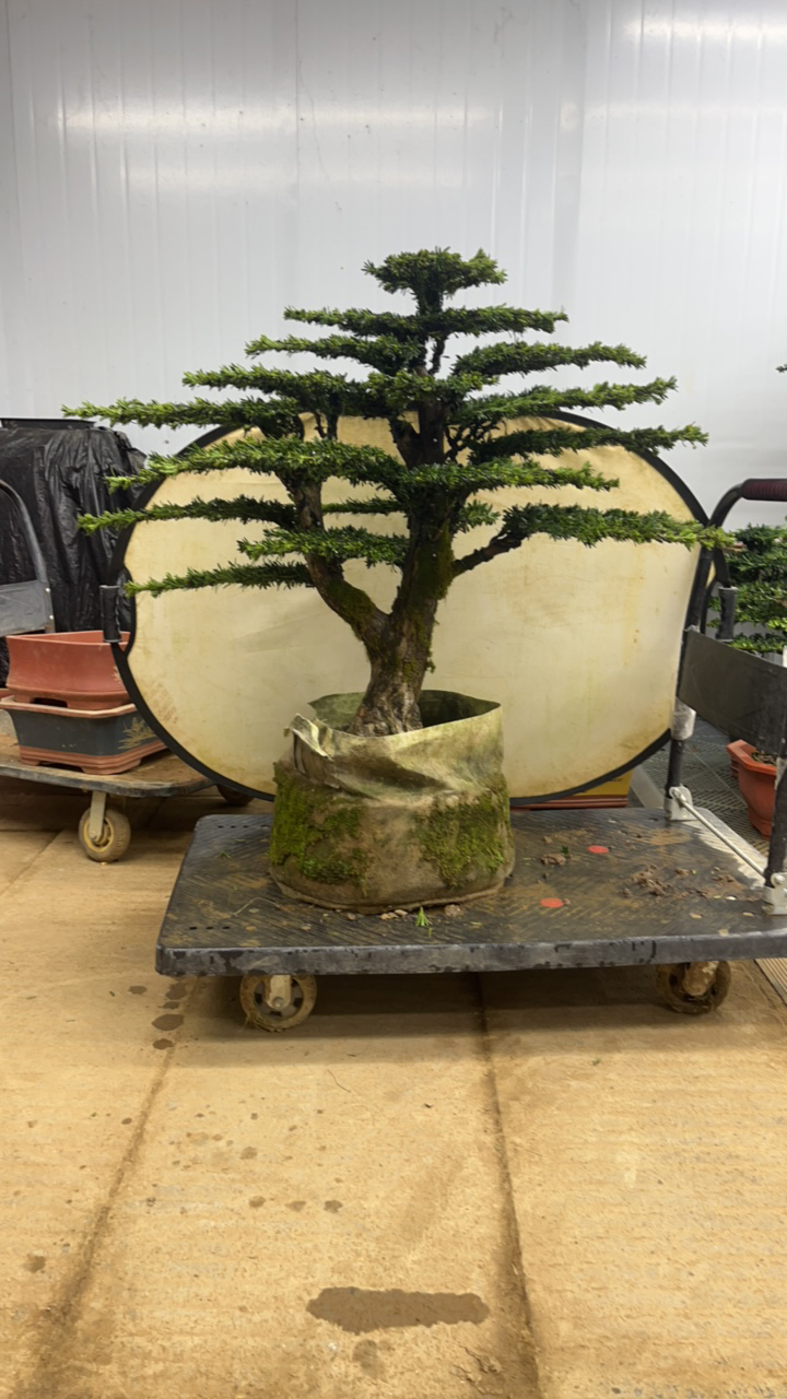 精品罗汉松南方北方都可以养可盆栽可地栽老桩老盆口