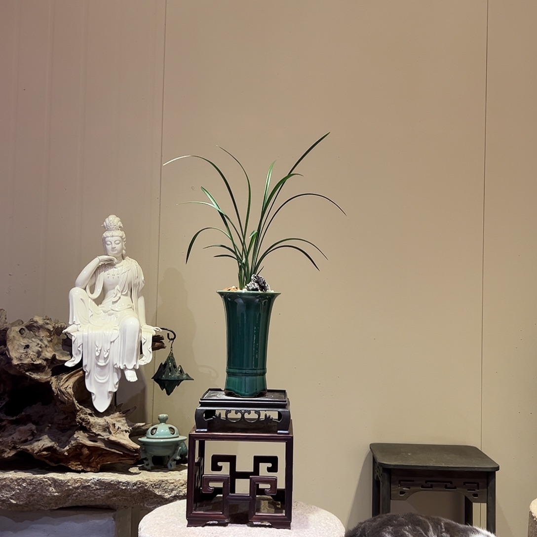 大部分花苞少量开放宋梅