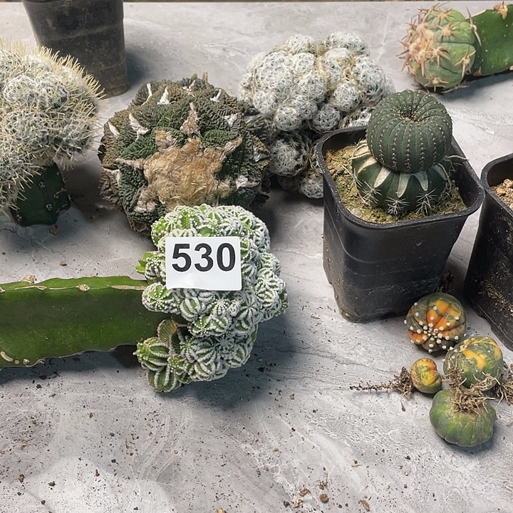 完全开放530花龙缀