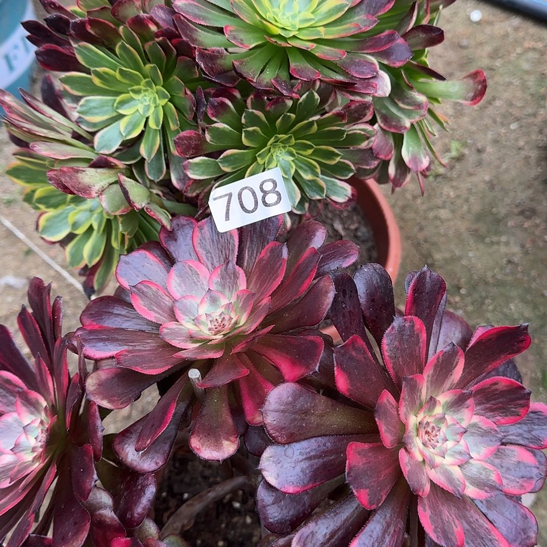宅***雪多肉植物福利2棵708朝霞yanhua 708