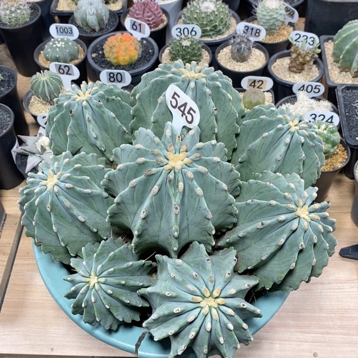 545号实生无刺王冠龙大群生32cm