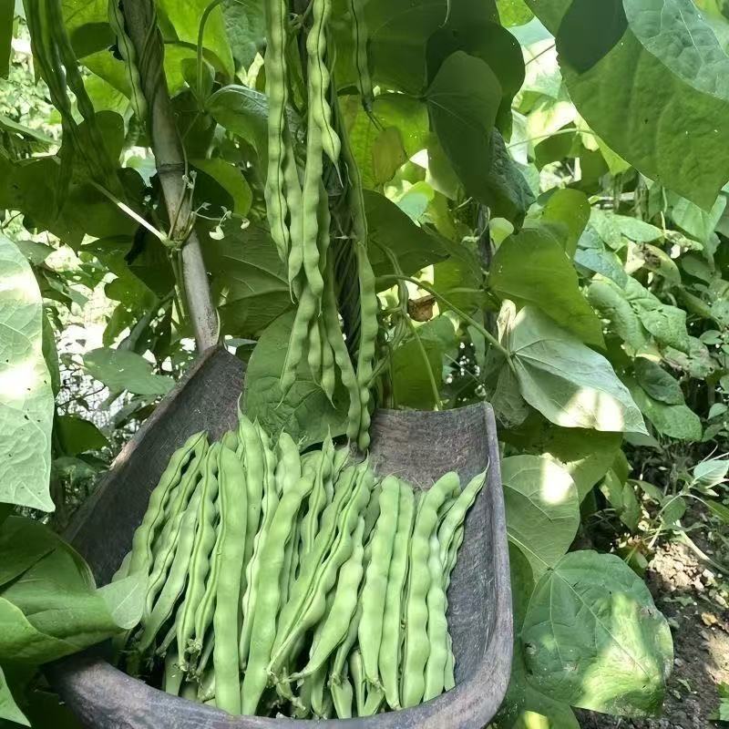 【坏损包赔】农家新鲜四季豆棒豆新鲜采摘四季豆棒豆芸豆应季蔬菜