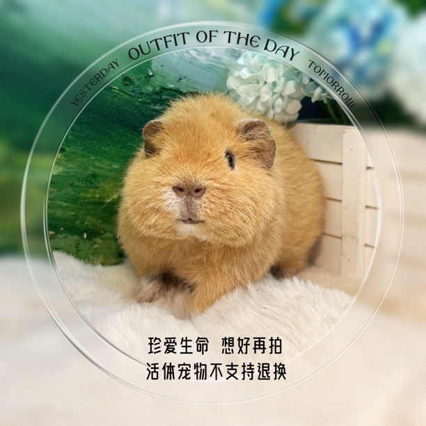 精品美泰弟弟 荷兰猪 豚鼠 包邮包风险