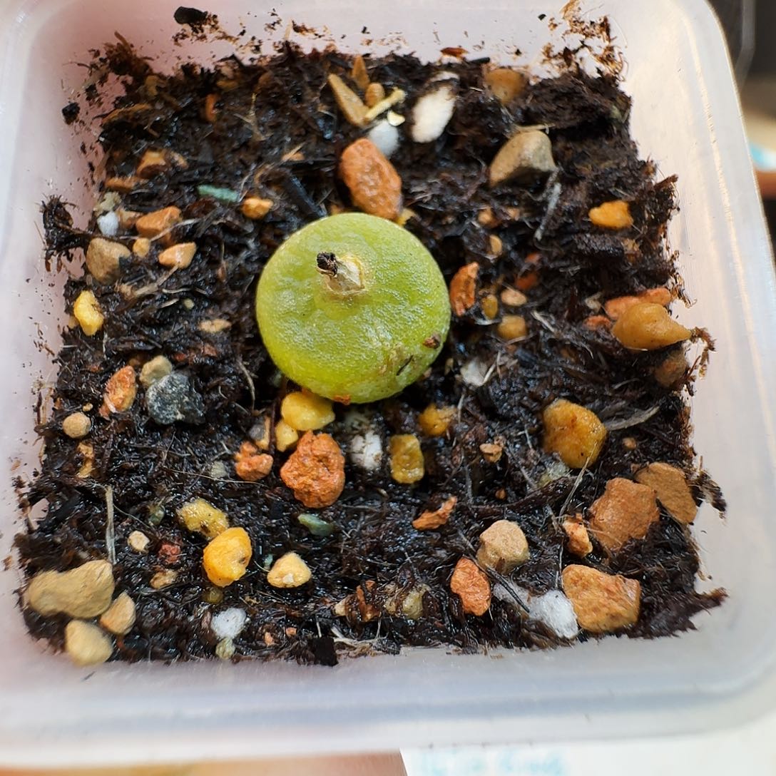 多肉植物福利肉锥哈默灯泡861