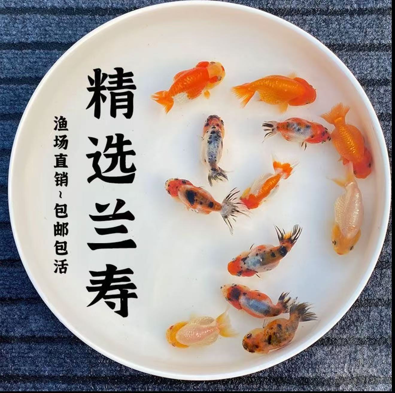 福州 好养耐活淡水冷水观赏鱼小金鱼鱼苗精品活体
