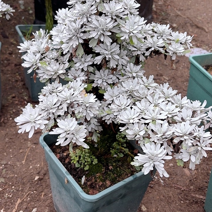 无***奈无花朵带土球发货