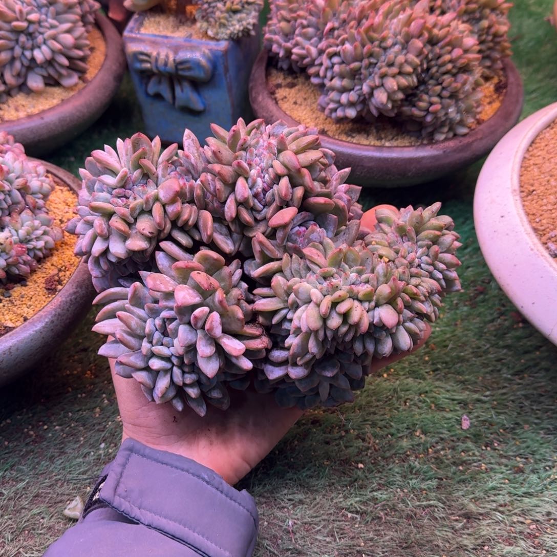 木*星影缀化无砍多肉