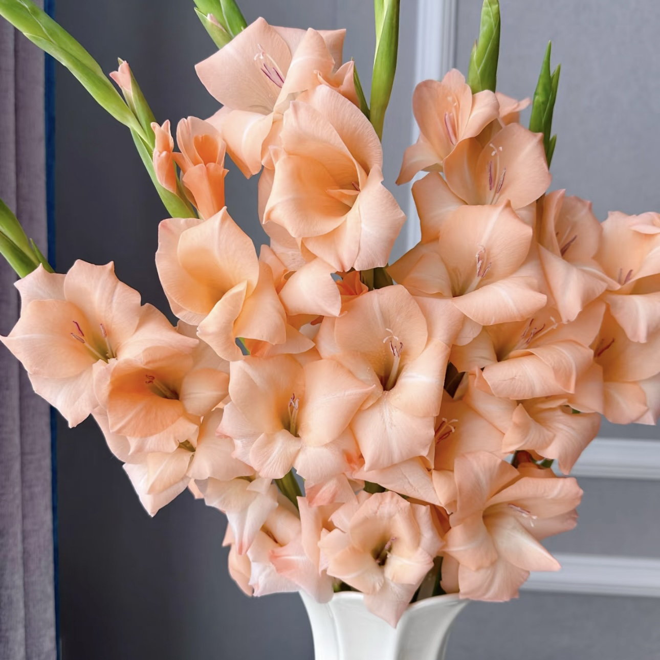 【杨鹏鲜花】鸡尾酒 剑兰 云南鲜花包邮