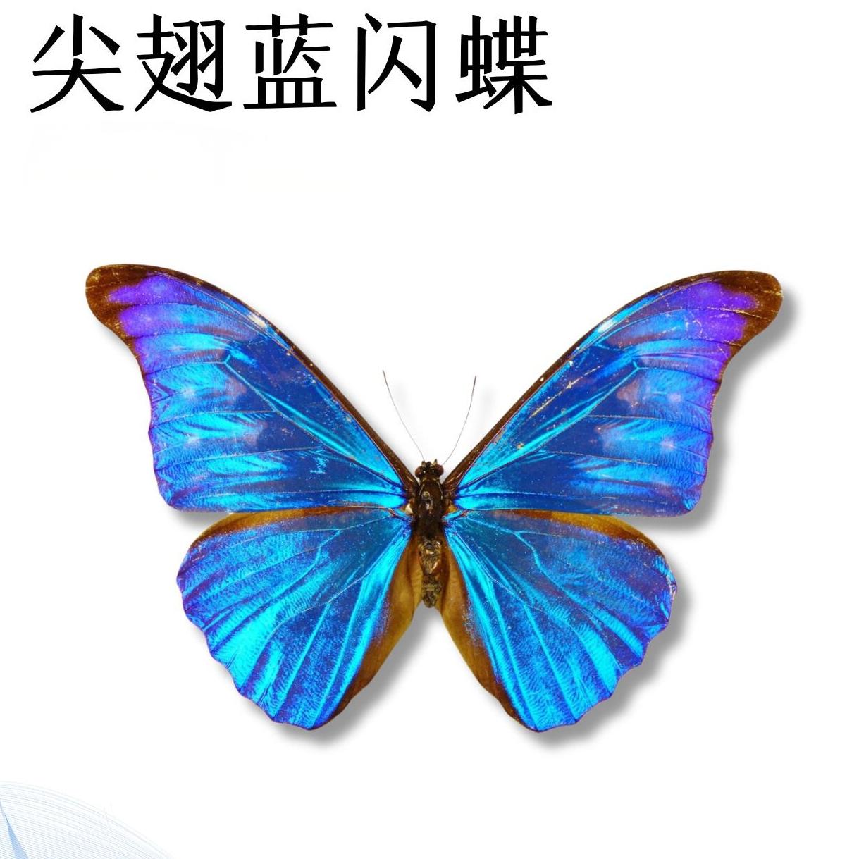 尖翅蓝闪蝶A1蝴蝶标本装饰流氓叙事缪宏谟剧本杀伴手礼