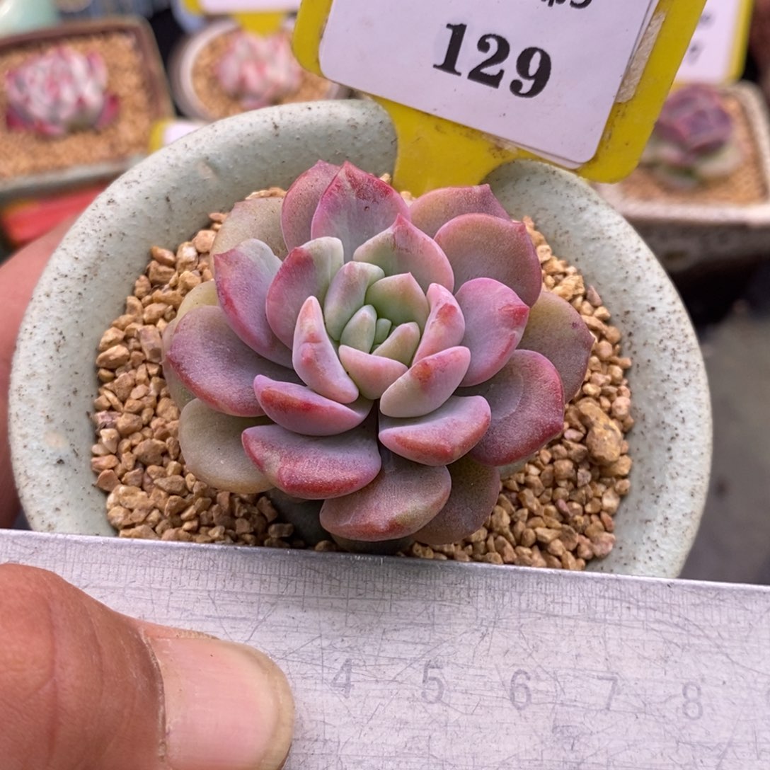 9159糖心石化拉丝锦多肉植物