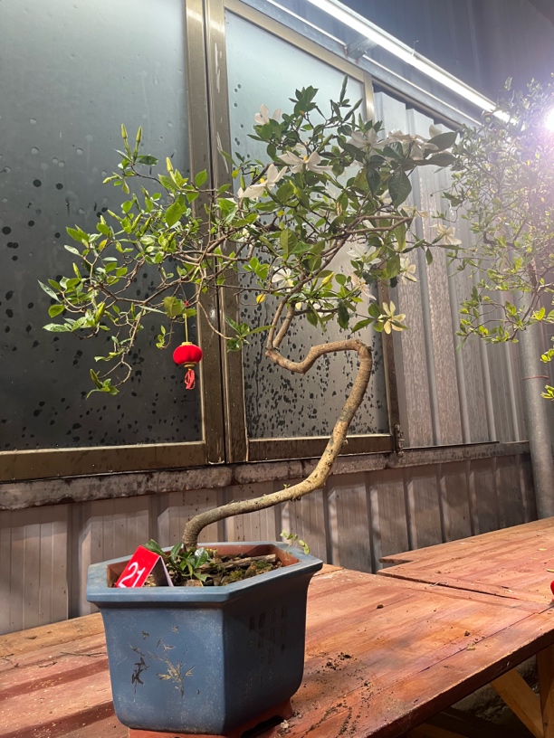 金银花海岛栀子花盆景一物一拍老桩飘枝植物盆栽老桩飘枝植物盆栽