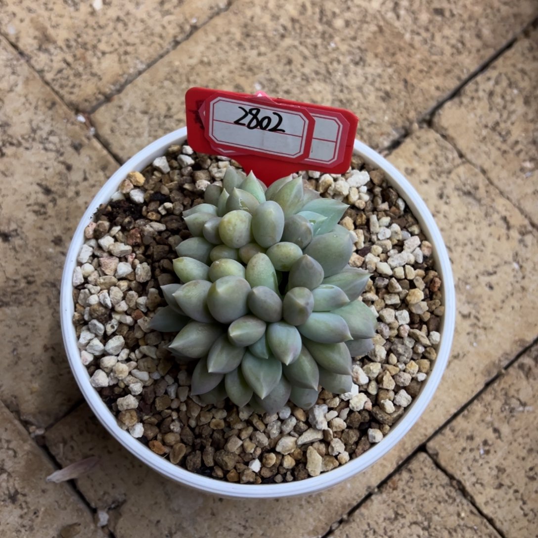 2802海豚体哥特。   