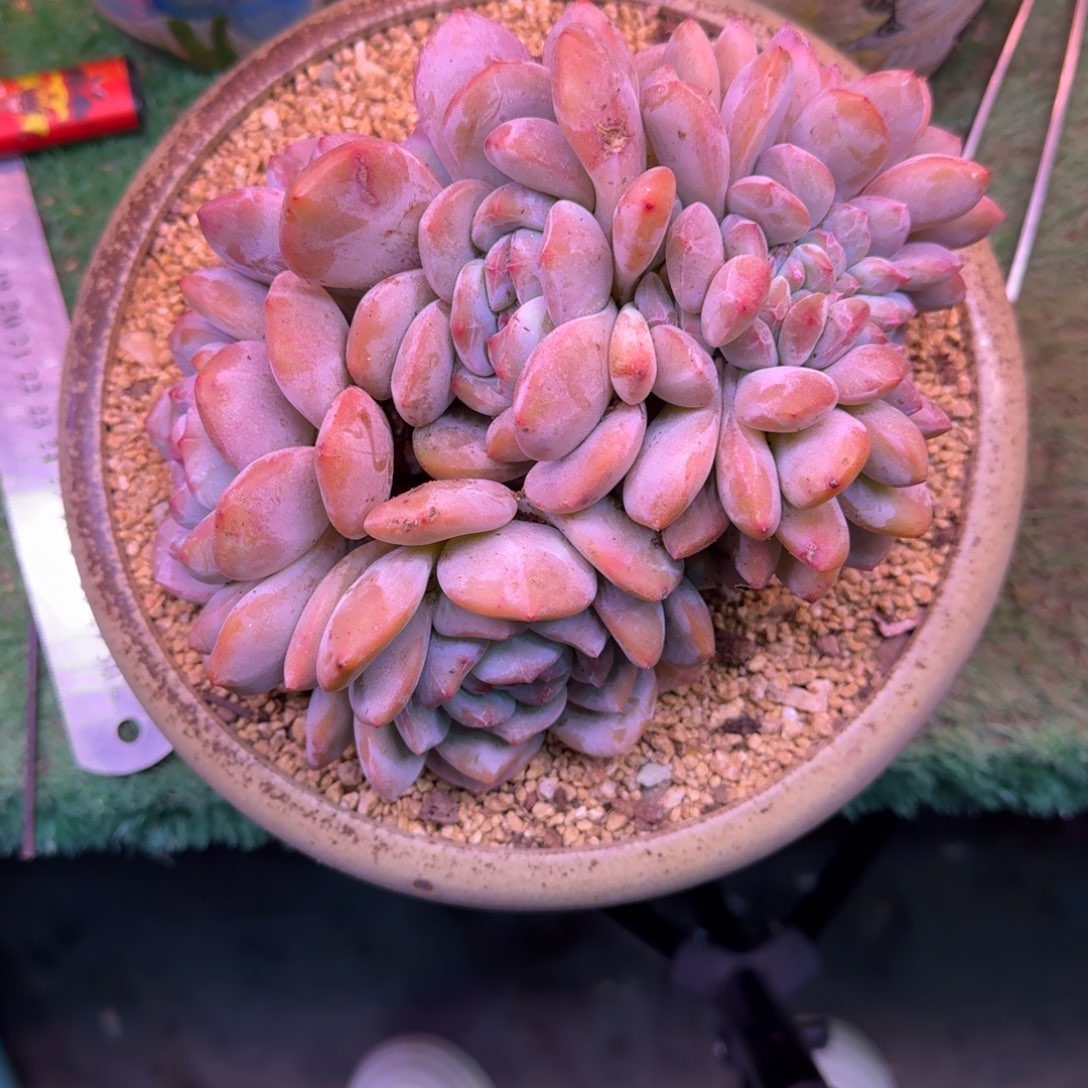 星影缀化无砍多肉