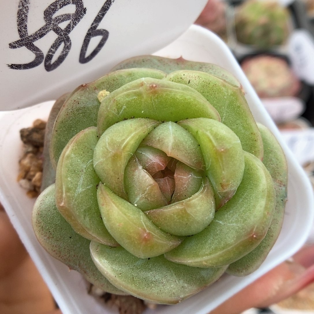 初雪可拍586号。   