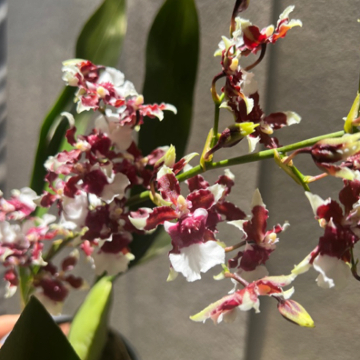 巧克力文心兰多年生室内兰花2花剑