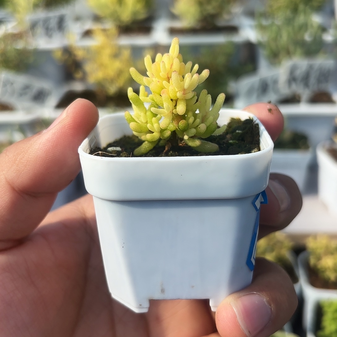 枝干番杏假飞机猪