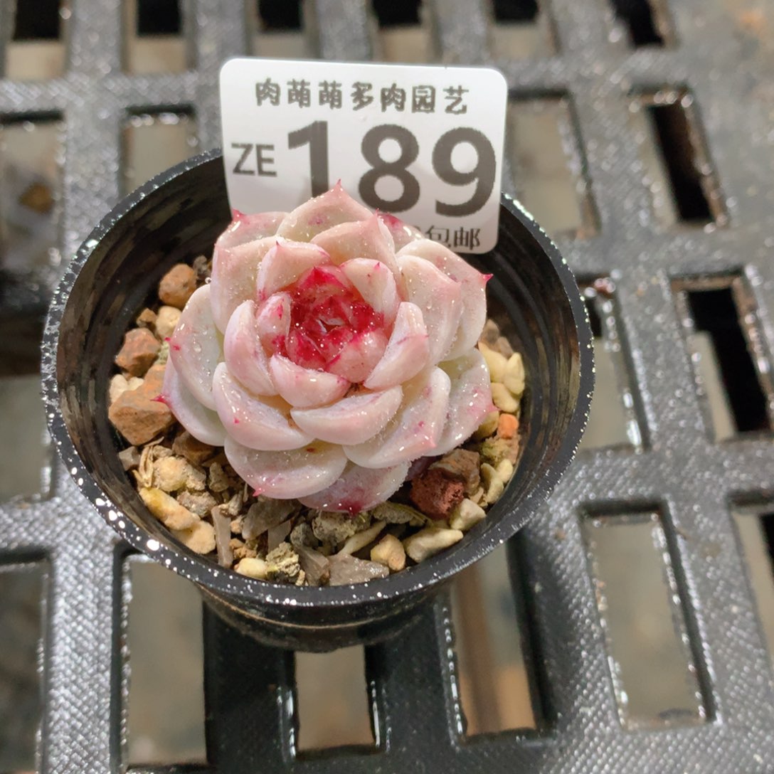 肉萌萌拇指盆精控多肉ZE189