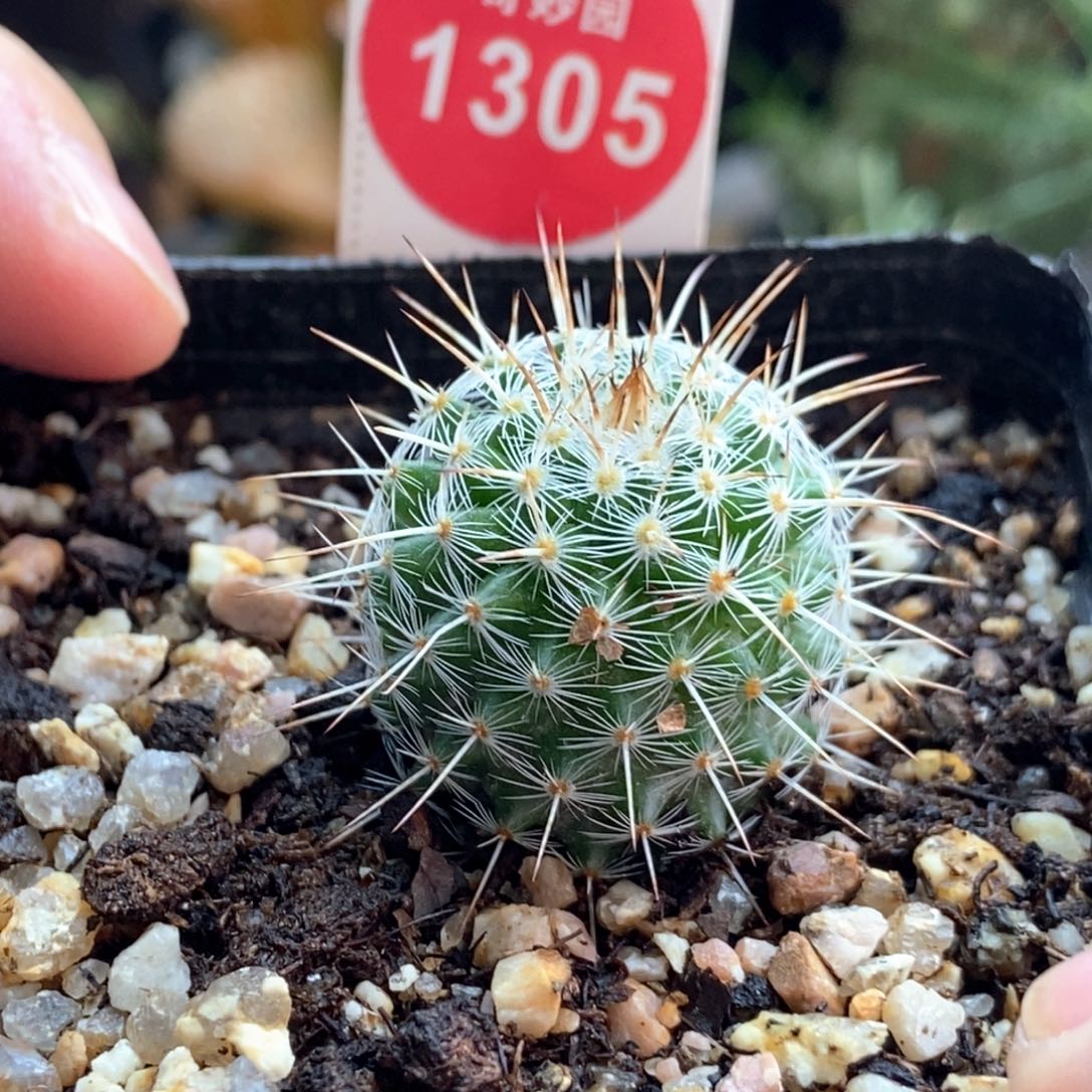 实生输入长刺白王丸2.4cm