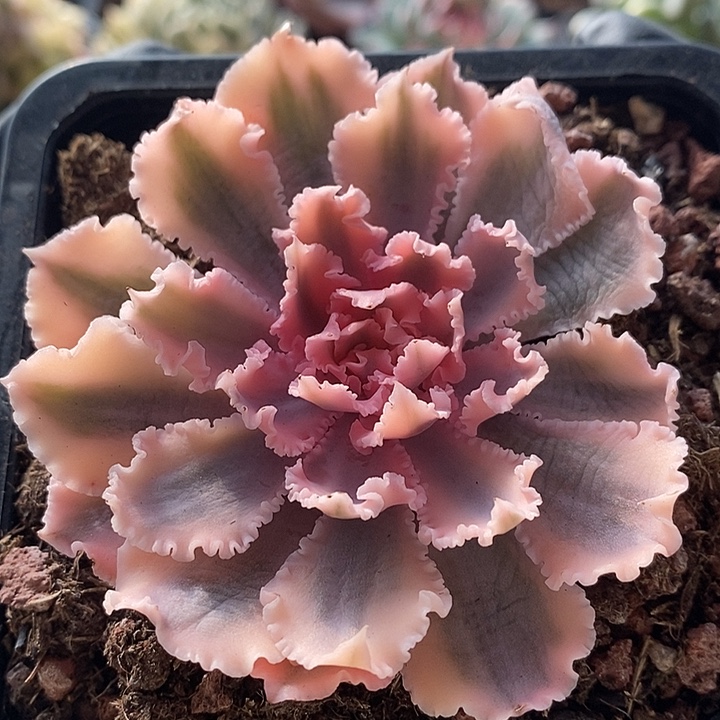 晚霞之舞锦头盖多肉植物