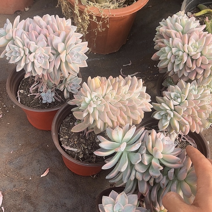 淡雪景朵缀14.88多肉植物