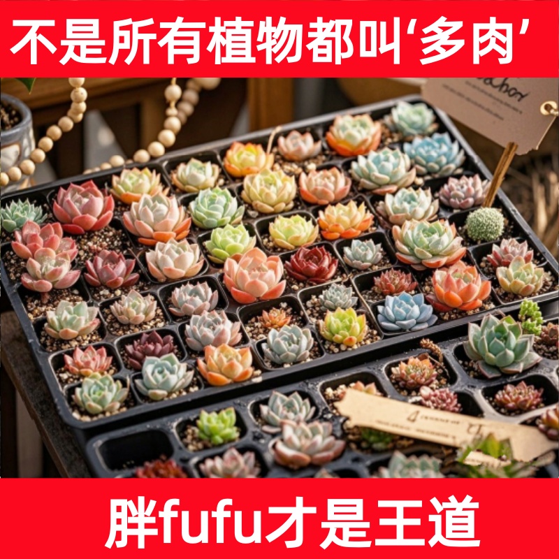 多肉一颗随机 