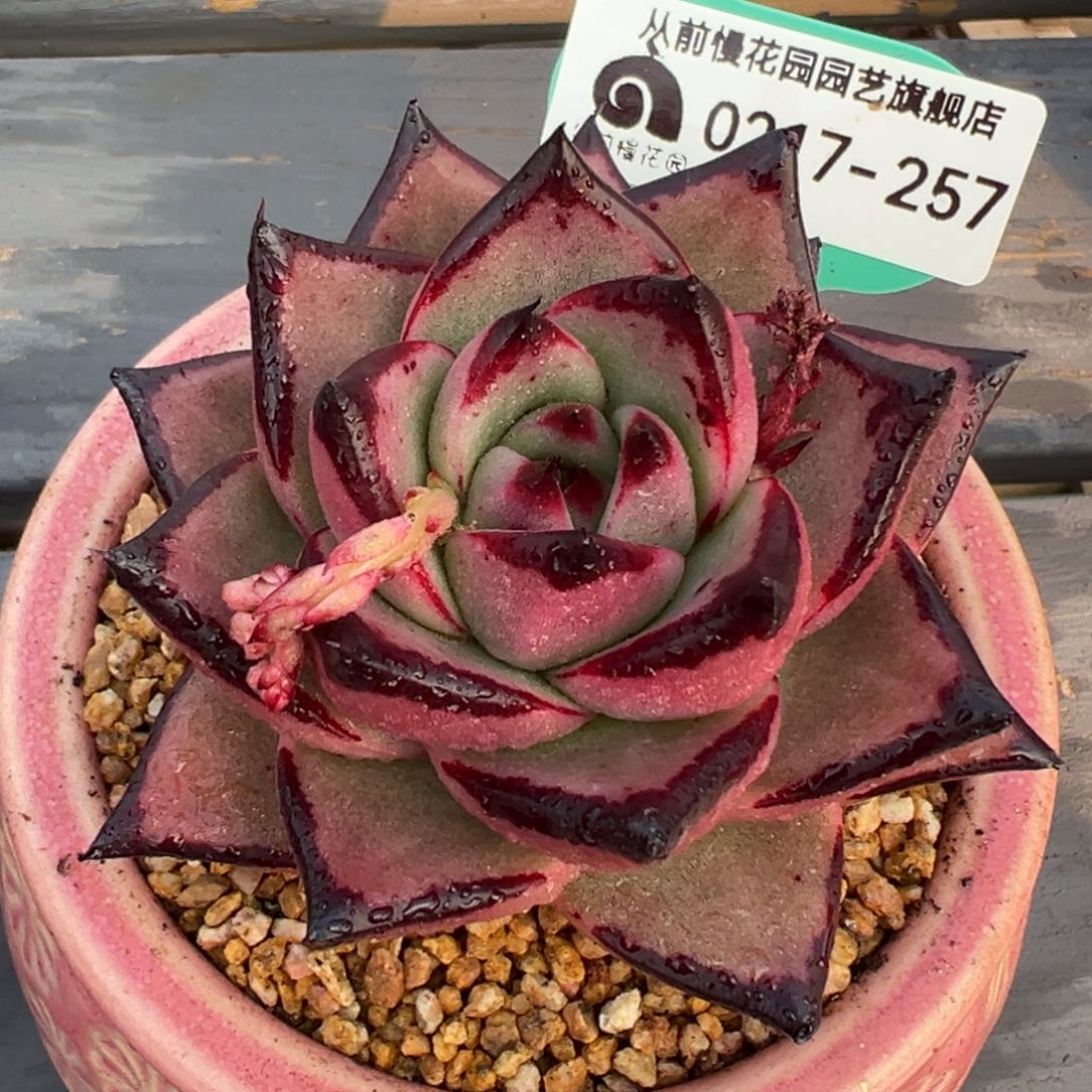 从前慢多肉精选编号0217.257