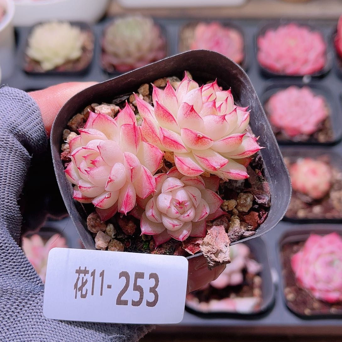 花11-253女王三头