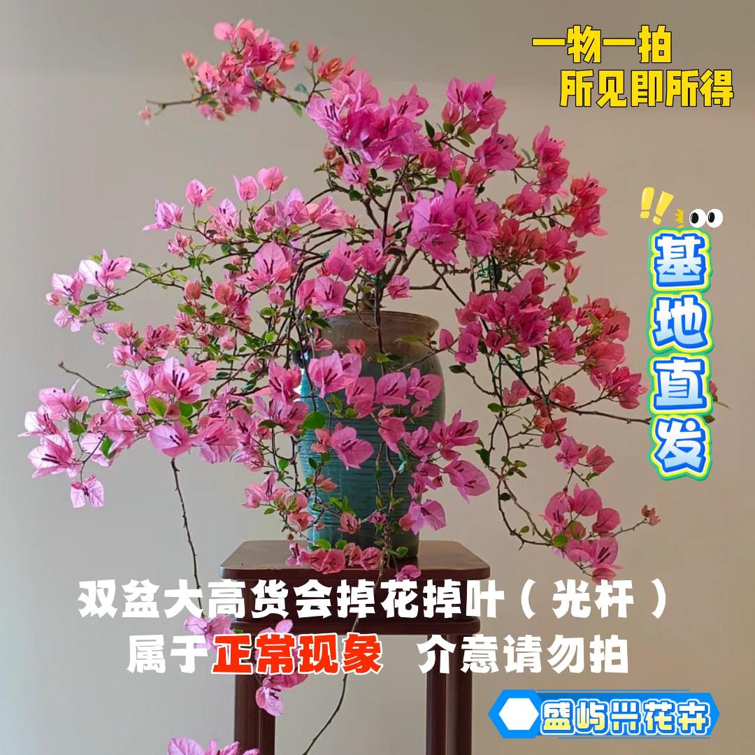 盛屿兴 【23双盆一物一拍会掉花落叶会成光杆介意勿拍】勤花三角梅