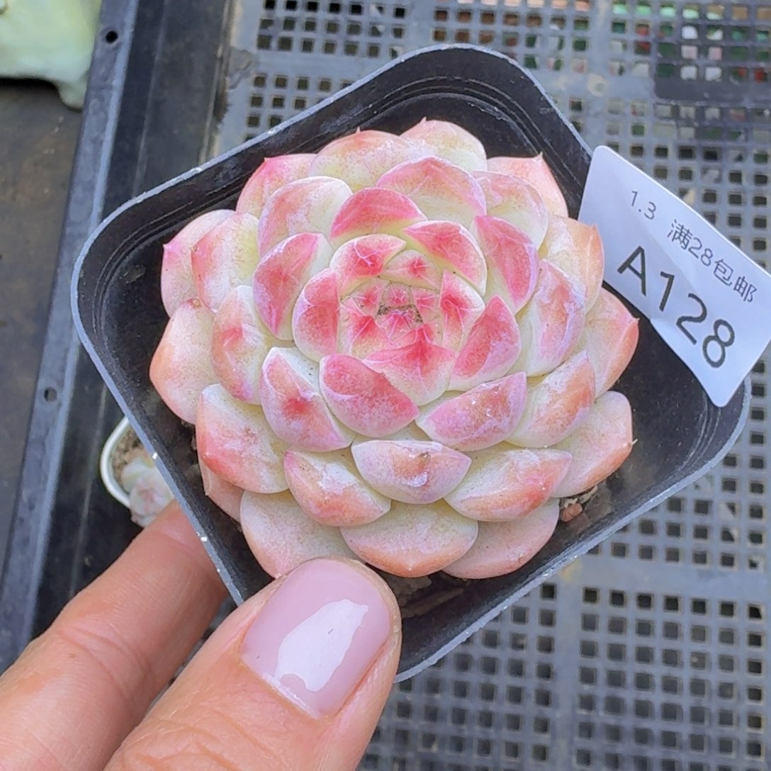 水果糖一颗带盆发货