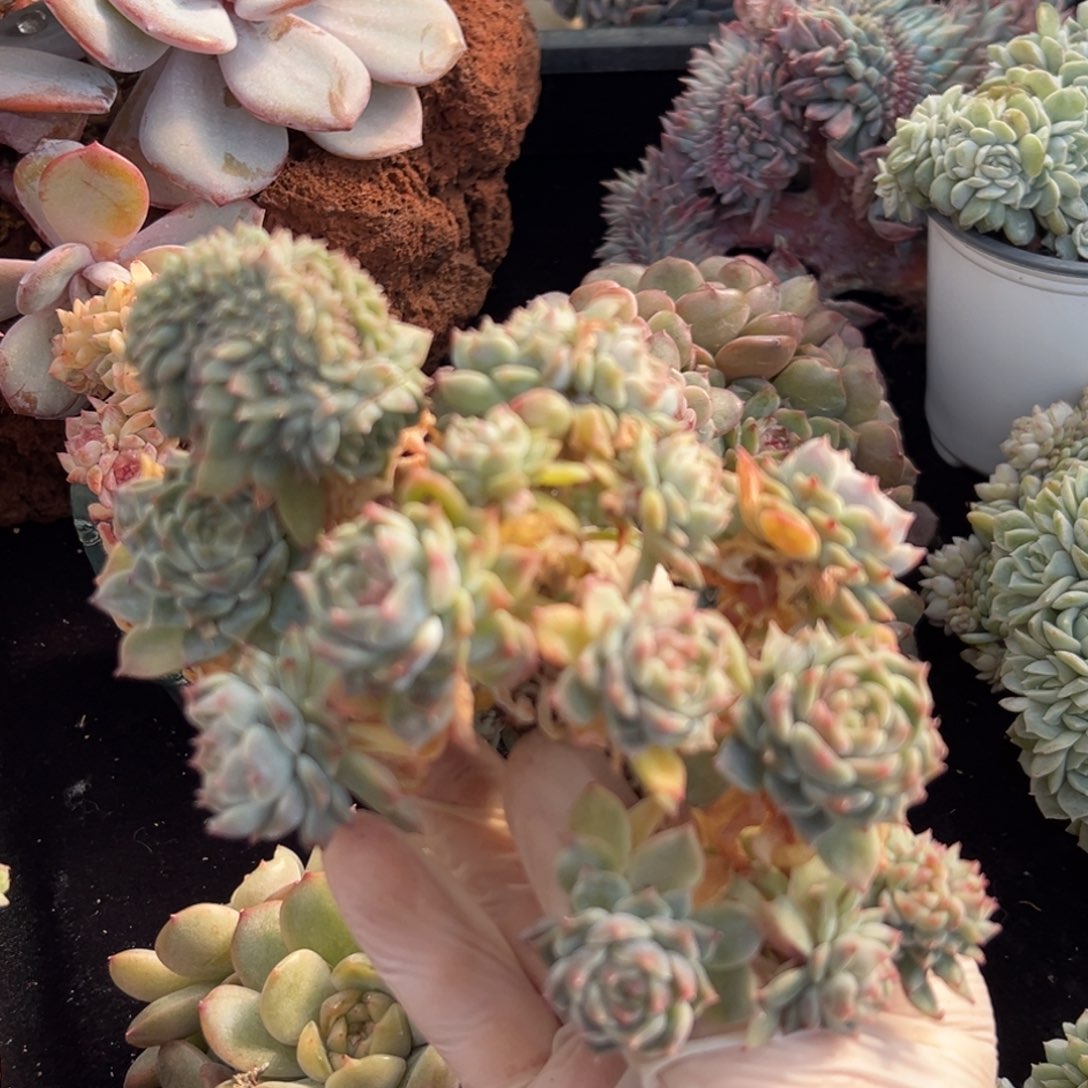 半价 新年快乐 新年快乐