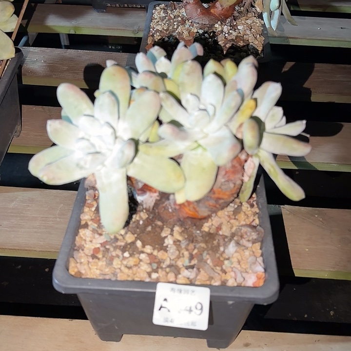 拇指仙女杯多肉植物