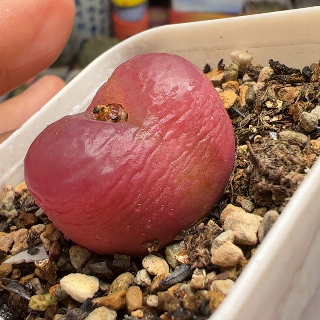 多肉植物百科741