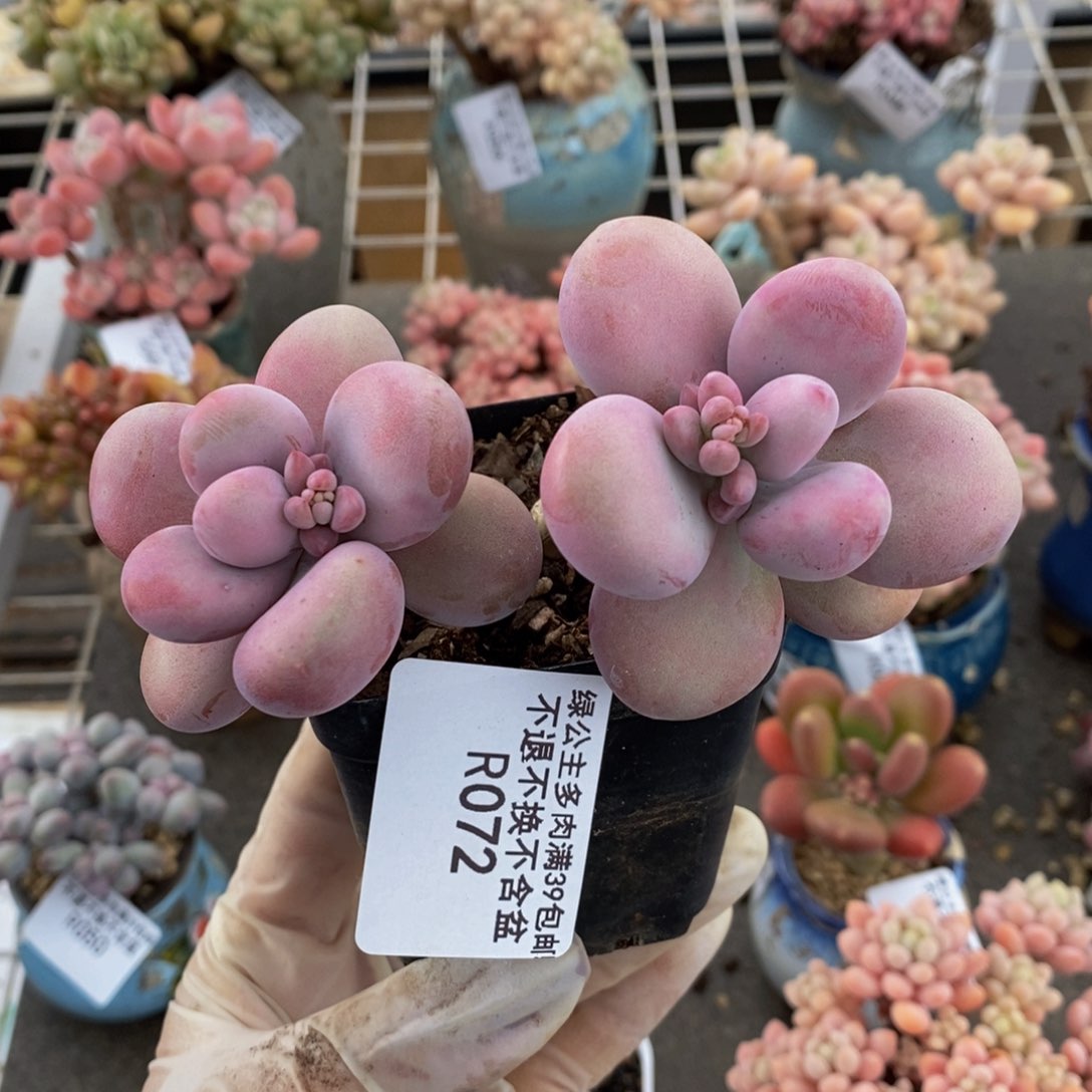 腰子桃蛋72/7c m