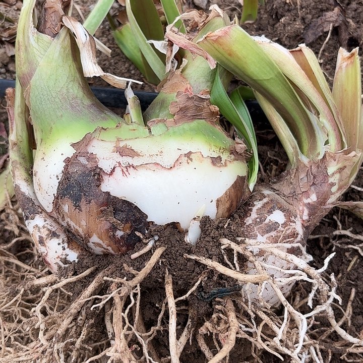 杂交三胞胎开花不售后