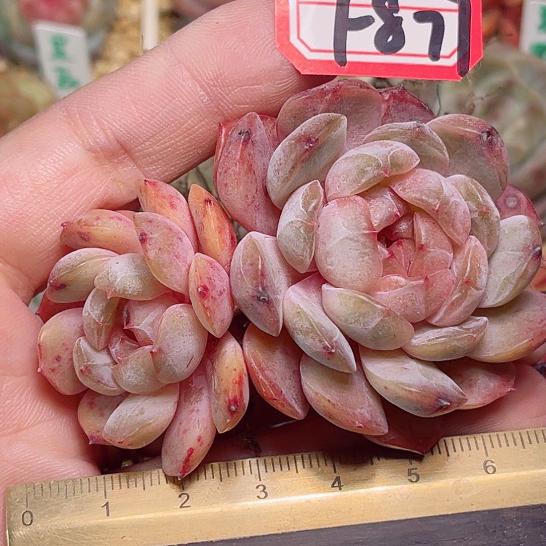 F877 一物一拍 红恋