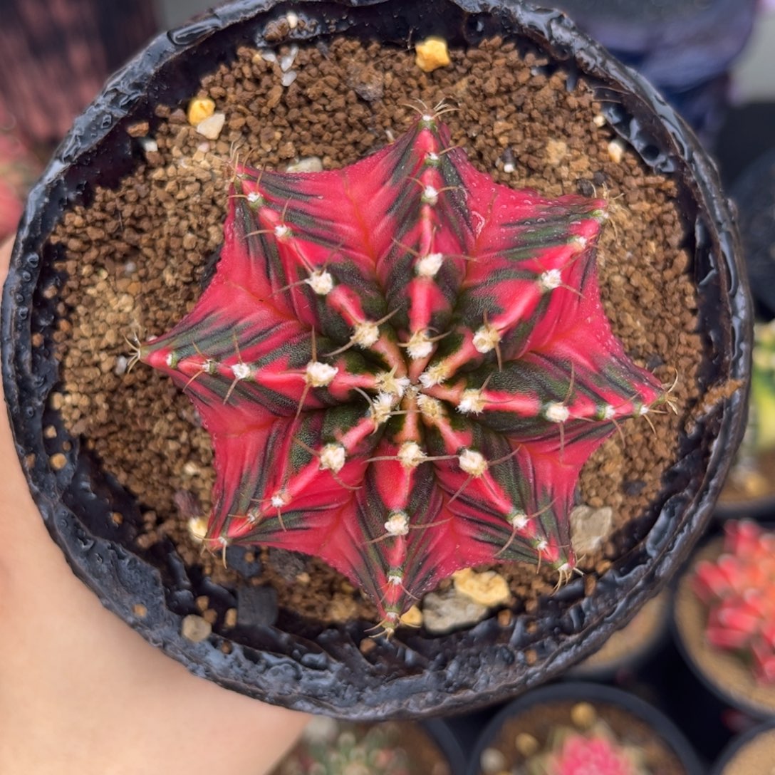 泰系红锦米哈 带盆土发货