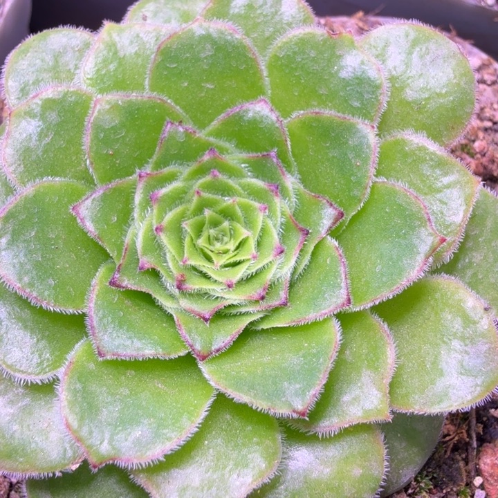 HD624  飞天  帕美