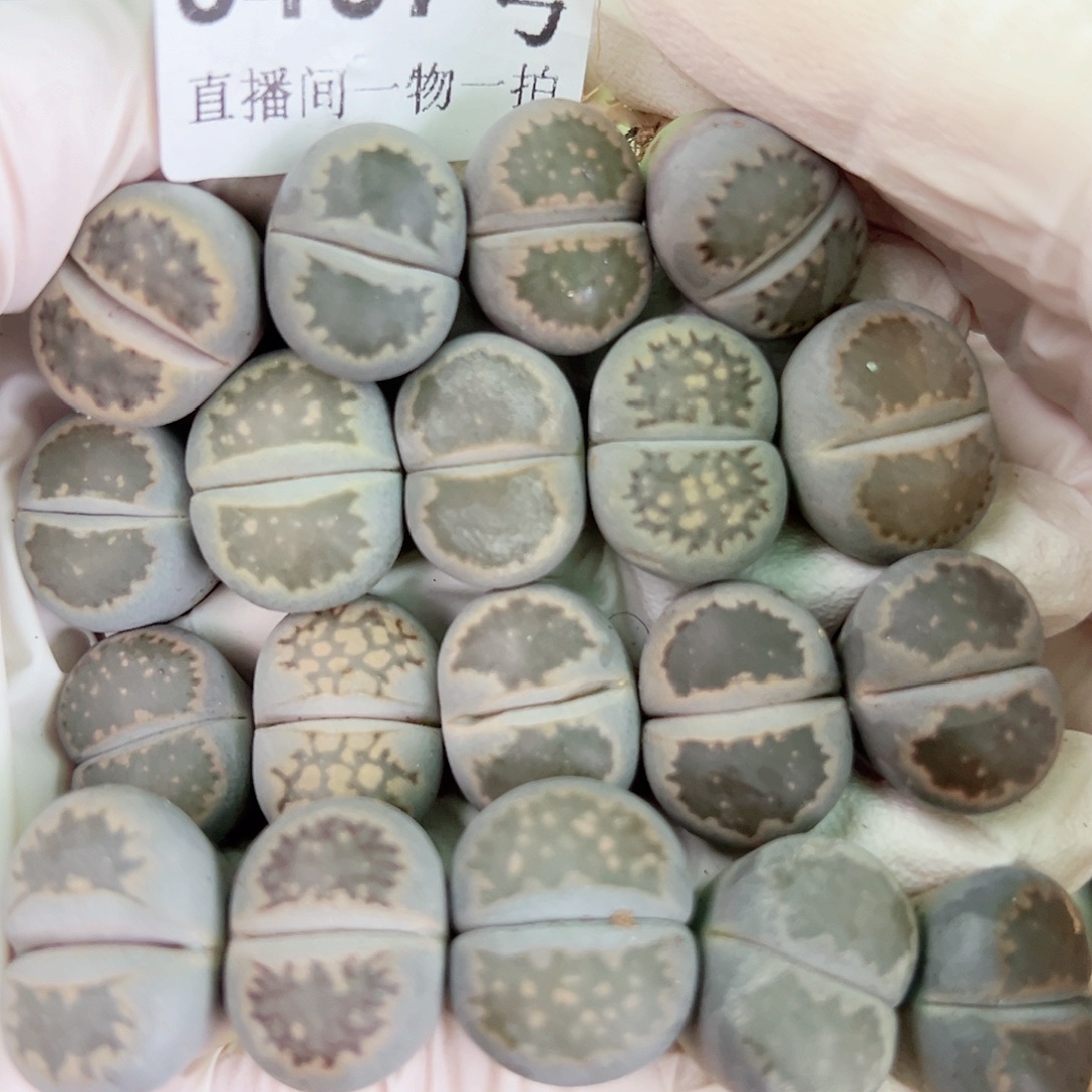 8467 好养易活生石花大母本19个