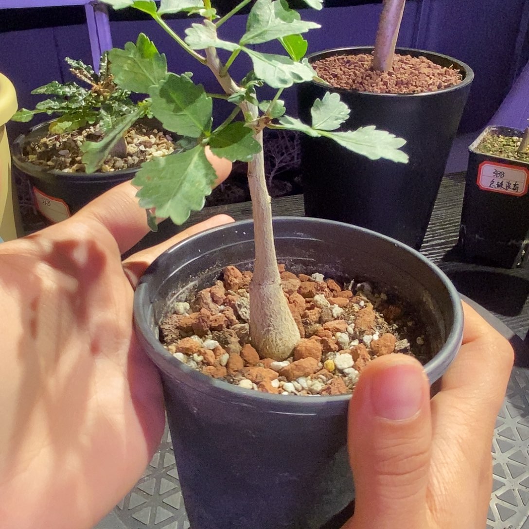 芳香裂榄带盆一个