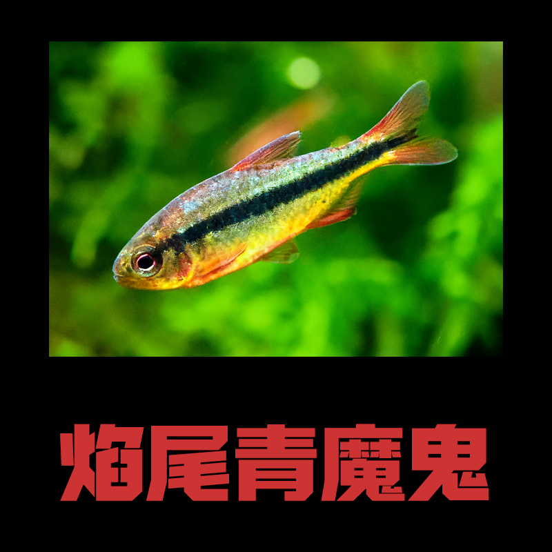 【焰尾青魔鬼】灯科鱼 热带鱼 观赏鱼
