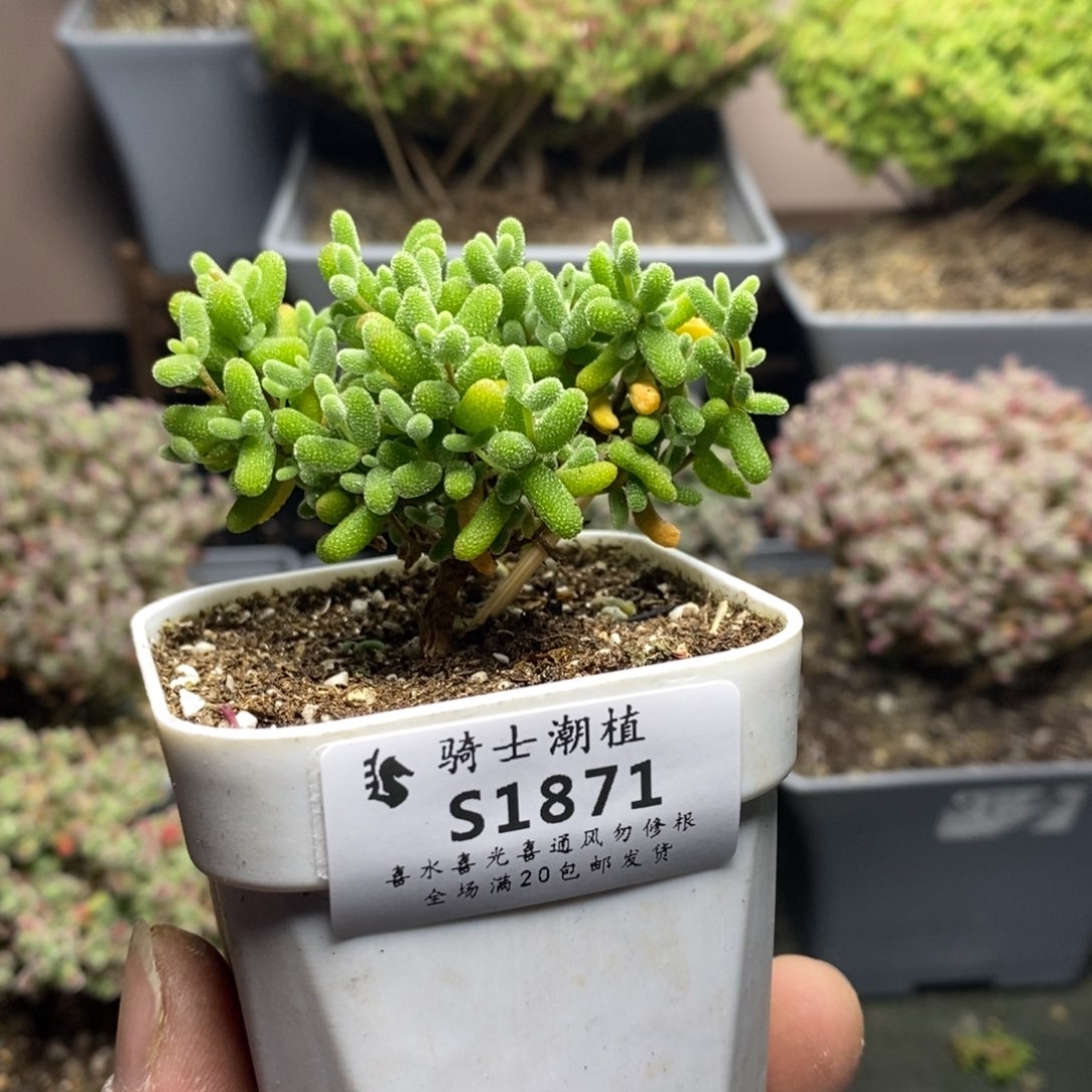 1871金桔糖球枝干