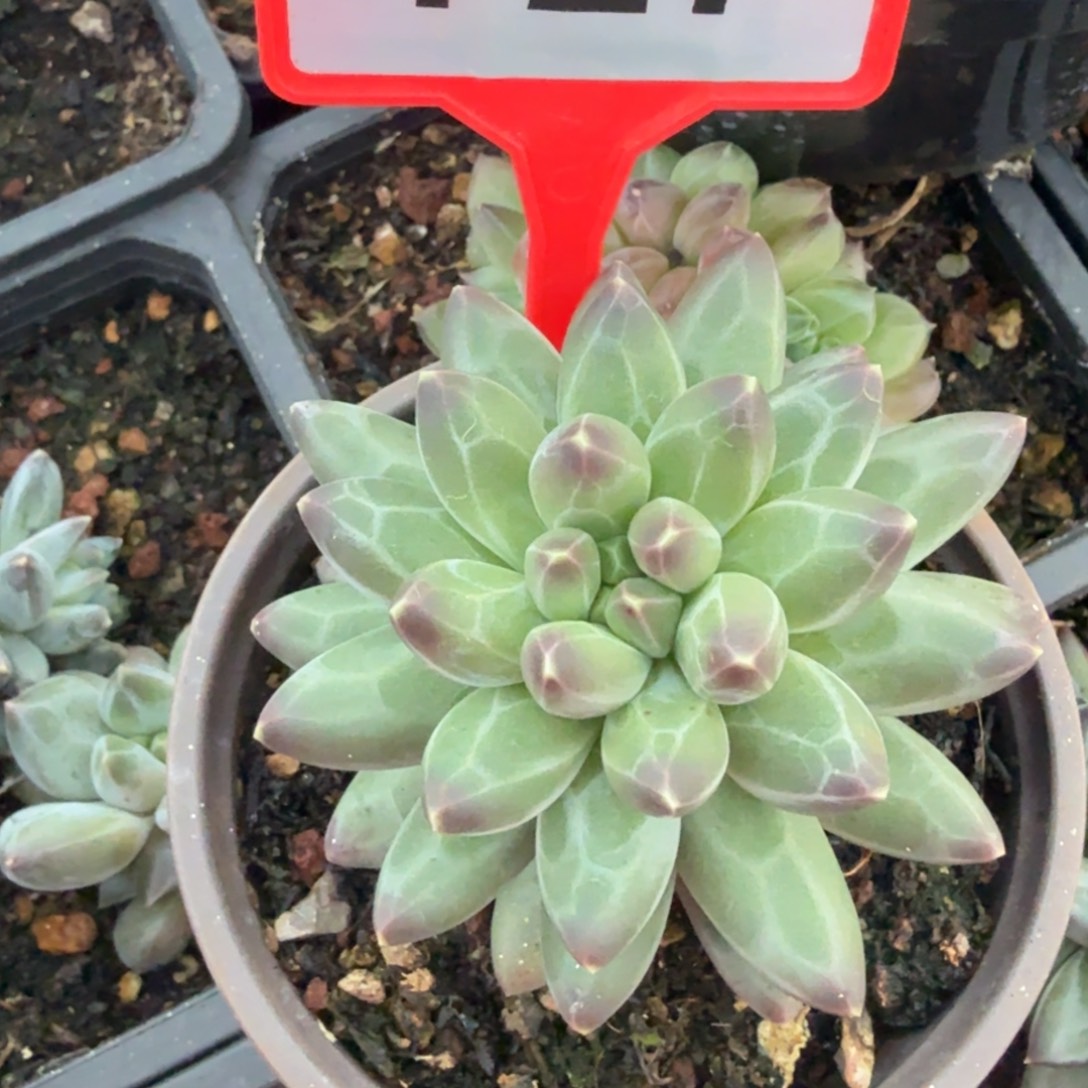 伊卡鲁斯一物一拍727