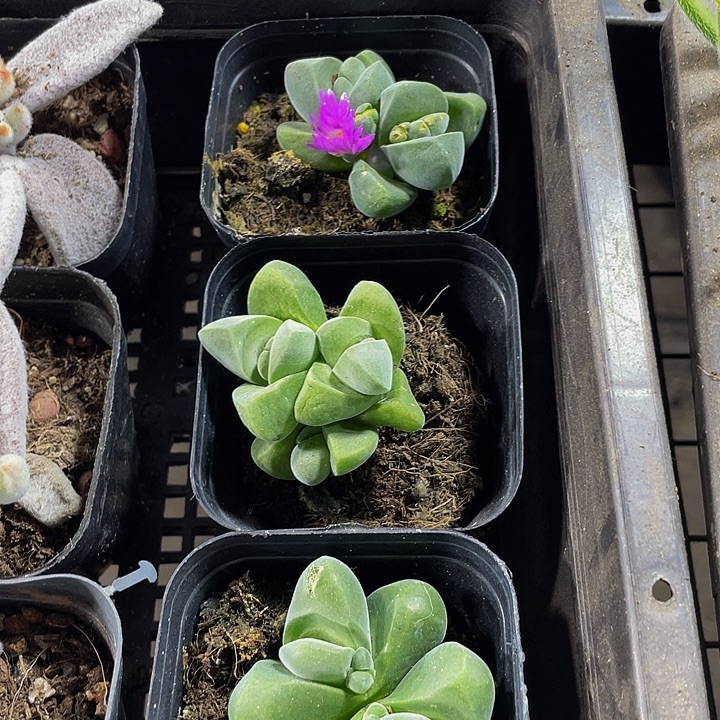 无比玉带盆土发货