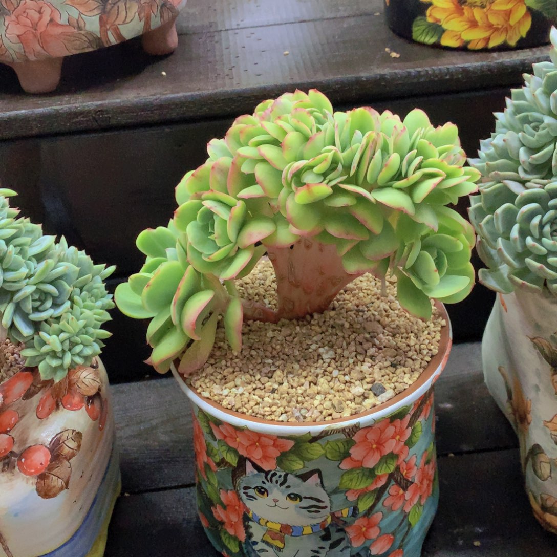 精品多肉植物花卉盆栽花卉