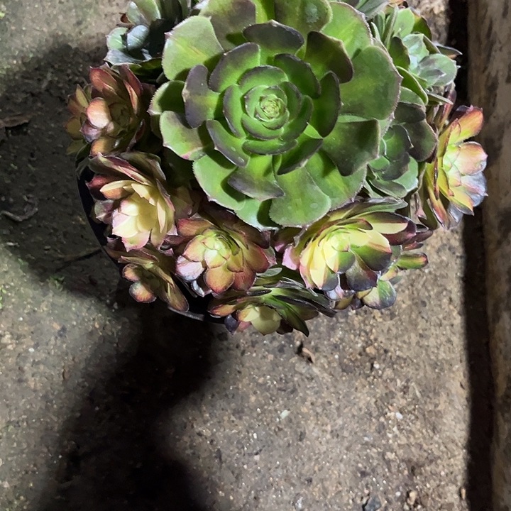 用***7海王七彩法师小手捧