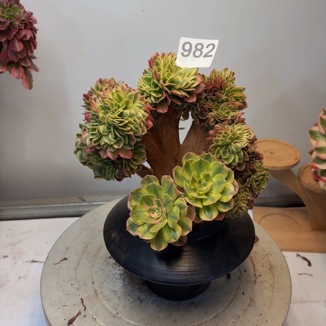 多肉植物万白缀982